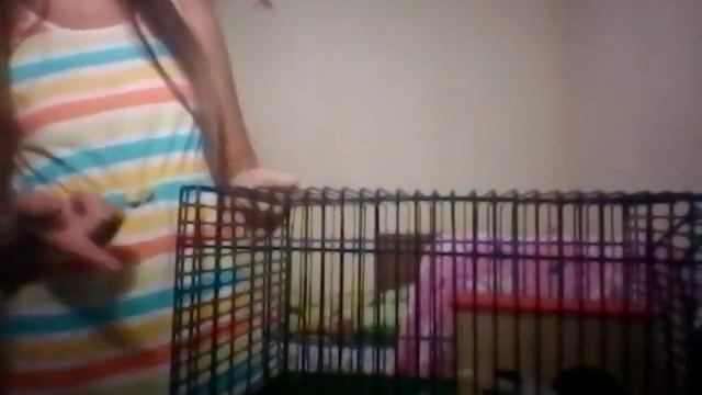 Мой хомяк живет в аквариуме? Где живут мои хомяки Смотри не пожалеешь смотреть онлайн