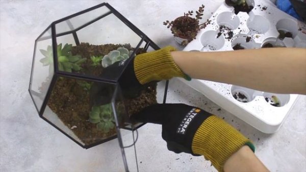 Как сделать флорариум с суккулентами своими руками