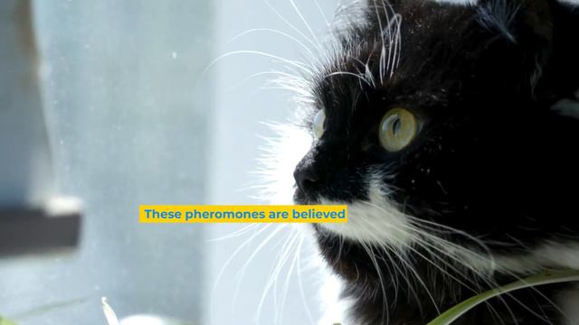 The Transmutative Nature of Cats #cats #catlover #spirituality смотреть онлайн