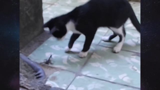 Кот и скорпион. смотреть онлайн