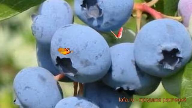 Голубика высокорослая Херберт (vaccinium corymbosum) ? обзор: как сажать, саженцы голубики Херберт смотреть онлайн