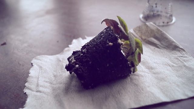 Как спасти фиалку от перелива. Что делать если залил фиалку смотреть онлайн