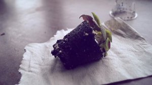 Как спасти фиалку от перелива. Что делать если залил фиалку