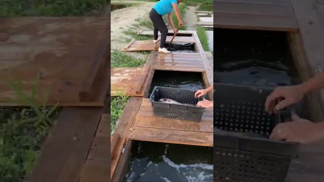 Платная рыбалка, пруд Чёрные камни 18.06.21. Запуск карпа и осётра. смотреть онлайн