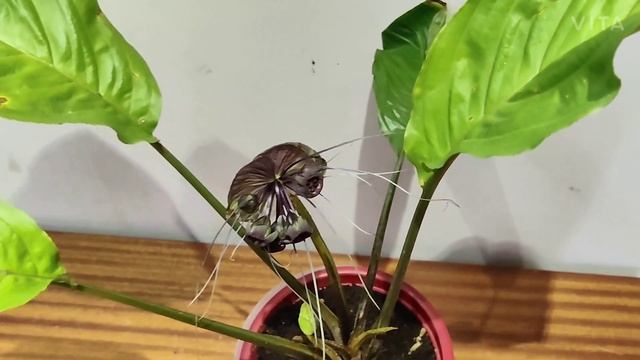 Bat-flower/ Tacca Chantrieri Plant Care смотреть онлайн