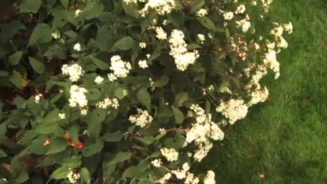 Chocolate Eupatorium from http://www.GrowingWisdom.com смотреть онлайн