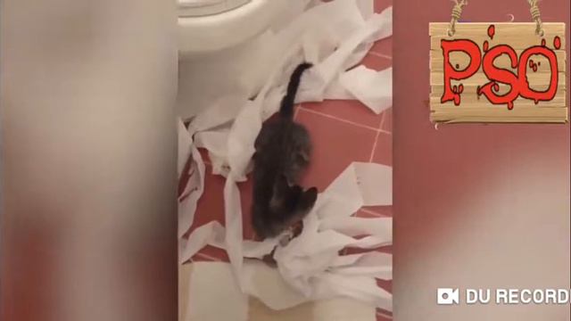 П,яний кот смотреть онлайн