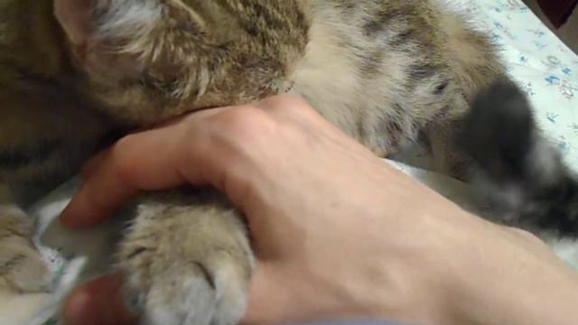 Уткнувшись носиком:) Кошка Ромашка. смотреть онлайн