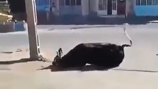 The cow did a somersault! смотреть онлайн