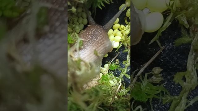 Роды улитки Ахатины! смотреть онлайн
