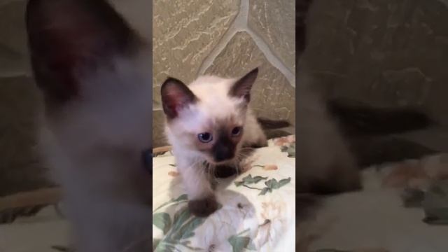 Продаются тайские котята.Родились 29 мая 2017г. Москва. Тайские котята. Тайский котенок. смотреть онлайн