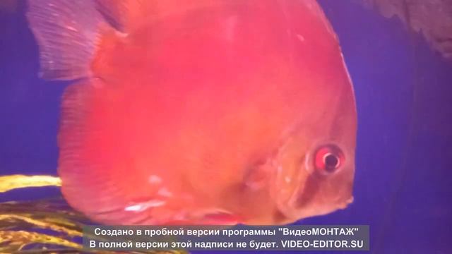 Анталия-Алания, июнь 2023. смотреть онлайн