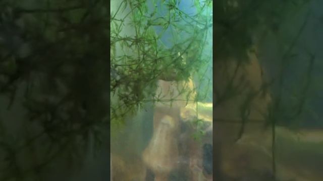 Чем питаются раки в моём аквариуме) смотреть онлайн