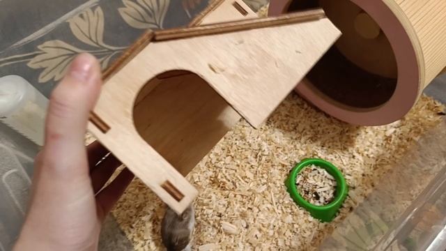 ЧТО НУЖНО ДДЯ СОДЕРЖАНИЯ КИТАЙСКОГО ХОМЯЧКА? смотреть онлайн