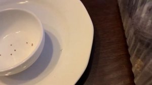 Посев крупноплодной земляники в торфяные таблетки.