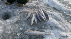Байкальский Хариус. Ловля Хариуса зимой на БАЙКАЛЕ