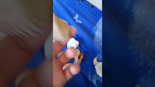 Нашол дома ракушки смотреть онлайн
