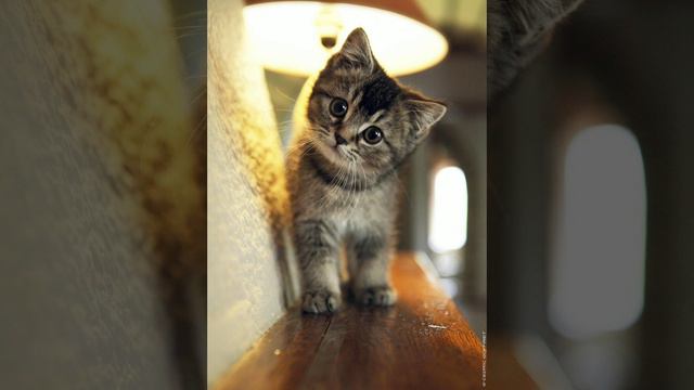 тёплые коты :) смотреть онлайн