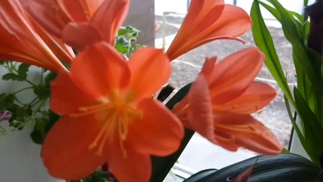 Кливия.Clivia Orange.Описание,уход и содержание.Неприхотливый комнатный цветок. смотреть онлайн