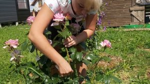 размножение розы на кусте.