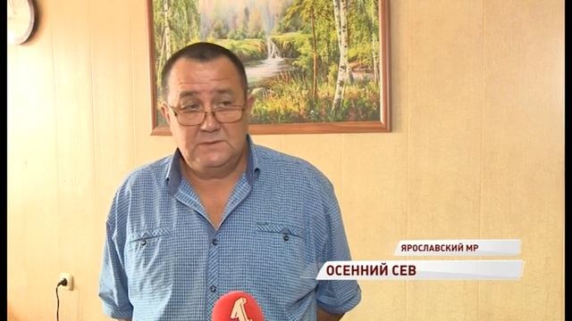 В Ярославской области начался посев озимых культур: какого урожая ждать