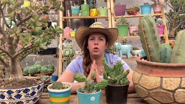 Súper abono casero para que florezcan los cactus ❤️ смотреть онлайн