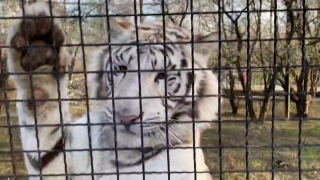 Белый тигр Раджа ЖАЛУЕТСЯ на тигрицу ЛЕДИ -ДИ !!! смотреть онлайн