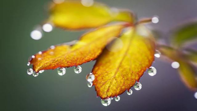 О сердце и уме#искренность#свет#гордыня смотреть онлайн
