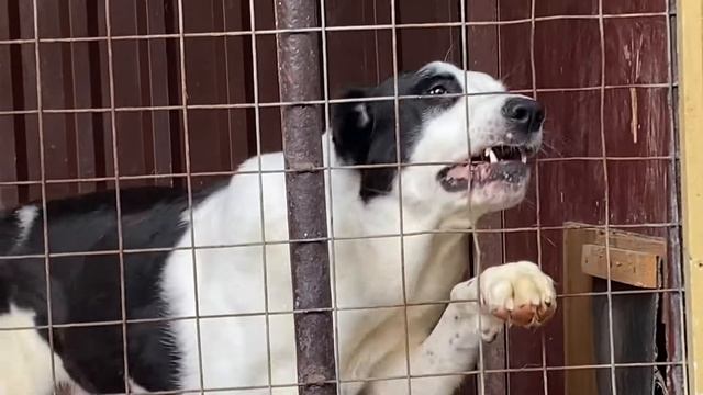 КАРАГЁЗ дочь КАРАГЁЗА и САРЫ внучка БЕЙБАРСА Чемпиона Киргизии и Чёрного МЕДВЕДЯ. смотреть онлайн