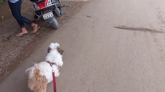 Дождевая вода и ????? электричество? Напали попрошайки. ??Идём с Гучи за вкусняшками. смотреть онлайн