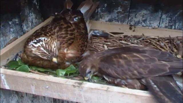 Хищные птицы, 29 видов птиц в одном видео и примеры их голосов смотреть онлайн