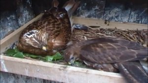 Хищные птицы, 29 видов птиц в одном видео и примеры их голосов