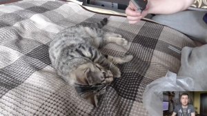 Фурминатор для кошек. Советы ветеринара