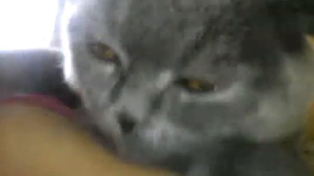 Просто белый орет ваще оглох