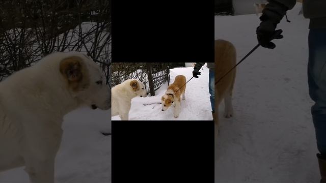 Первые тренировки на послушание для щенка САО смотреть онлайн