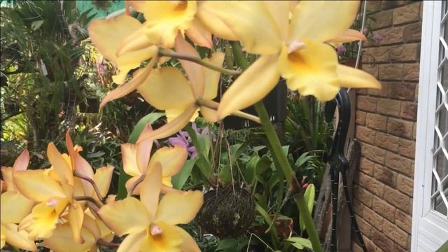 Iwanagara Apple Blossom. Genus Jackfowlieara. смотреть онлайн