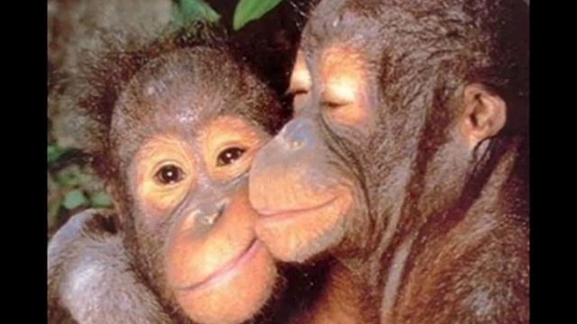 Kis, Kis, Kisa...Киса-Кисуня. смотреть онлайн