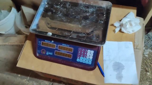 Бройлер Росс 308(забой и взвешивание) 44день смотреть онлайн