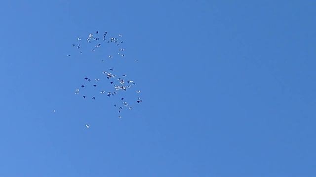 вечерняя разминка ? смотреть онлайн