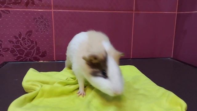 Bathing a guinea pig. Купание морской свинки. смотреть онлайн
