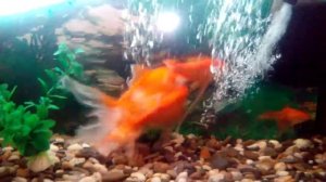 Как комета или золотая рыбка метает икру в аквариу