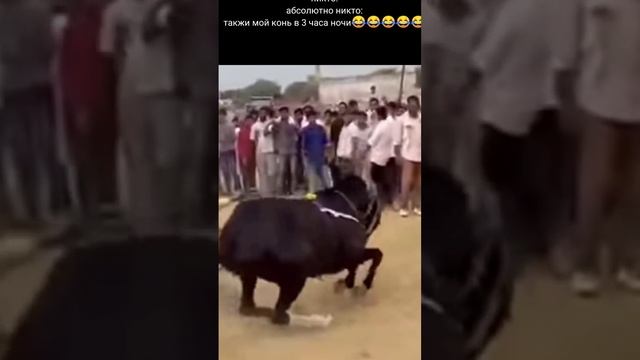 ????????????????#цыганское #кони #конина смотреть онлайн