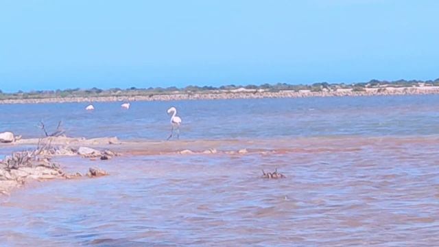 Испания: соленое озеро, фламинго, лучший пляж и кайтсёрфинг, все в этом видео. смотреть онлайн