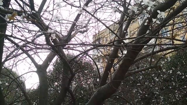 Сочи . Цветет алыча. смотреть онлайн