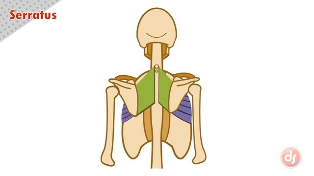The Serratus Muscles смотреть онлайн