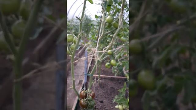 Черная лакомка томат смотреть онлайн