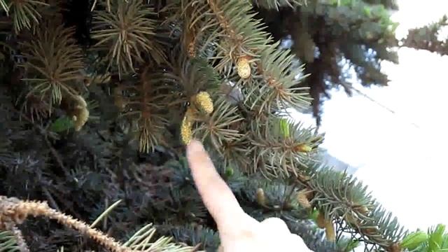 Цветы голубой Ели смотреть онлайн