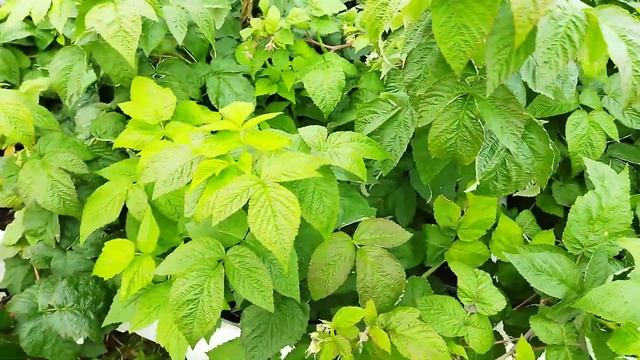 Саженцы малины и ежевики на весну 2022 в пригороде Воронежа. Обзор маточника для рассады смотреть онлайн