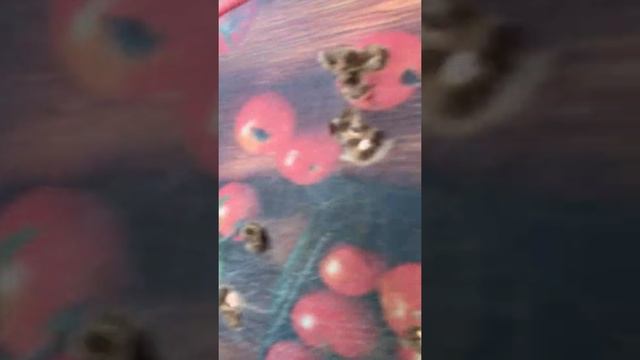 Крюгерка 300 и полнотел 5.5