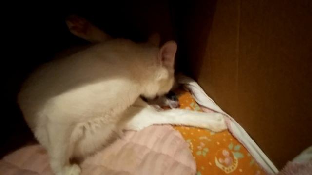 Родила? Сколько? Имена.....На 65 день кошка родила. смотреть онлайн